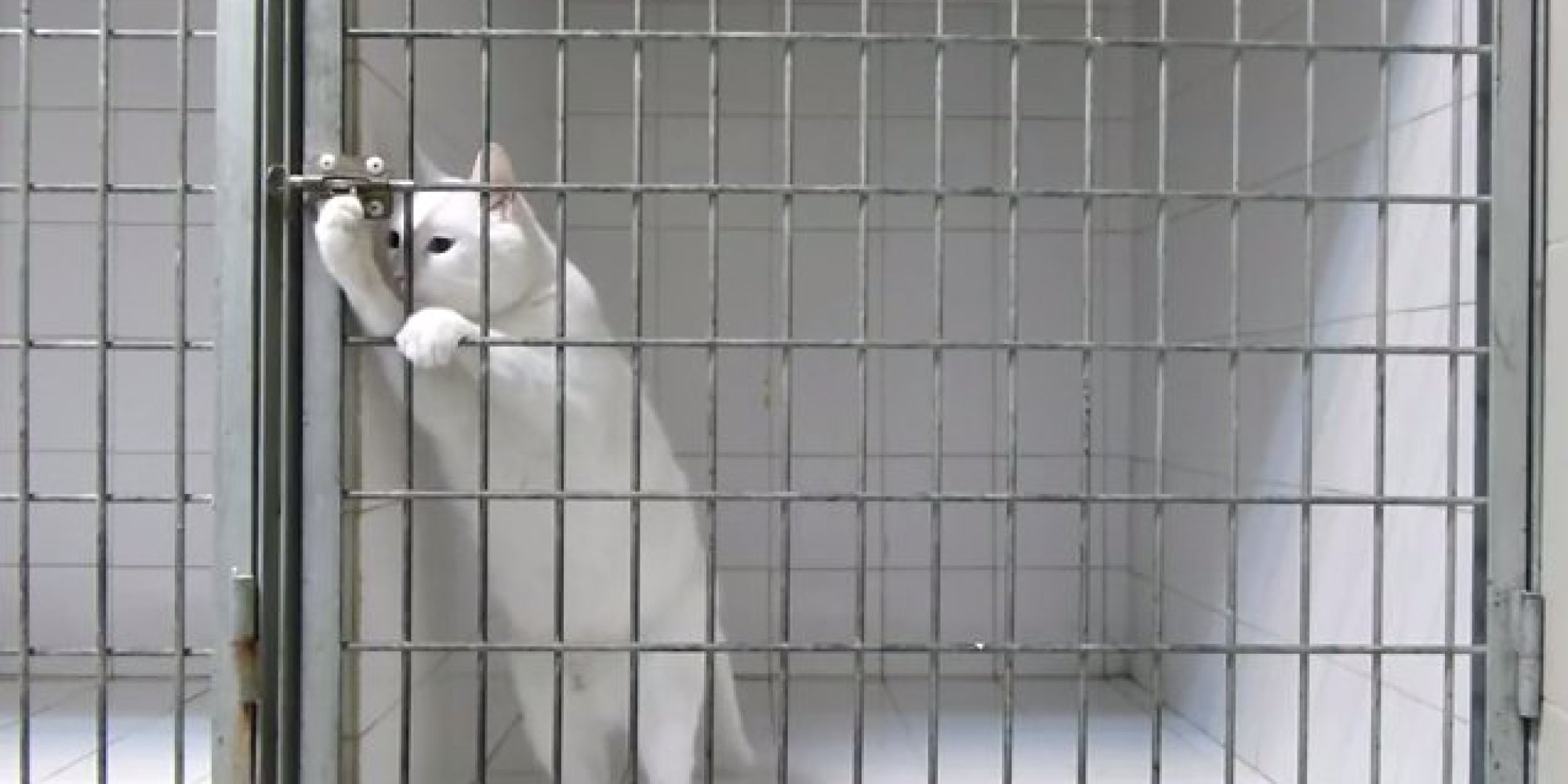 Smart Cat Escapes From Its Cage At The Vet's (VIDEO) HuffPost UK