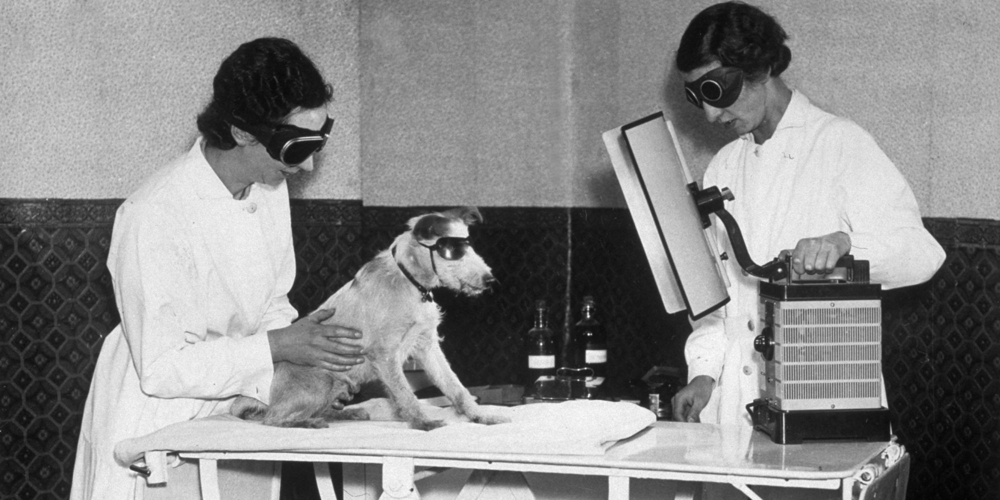 Our Policy On Animal Testing is Distinctly UnCanadian Rebecca Aldworth