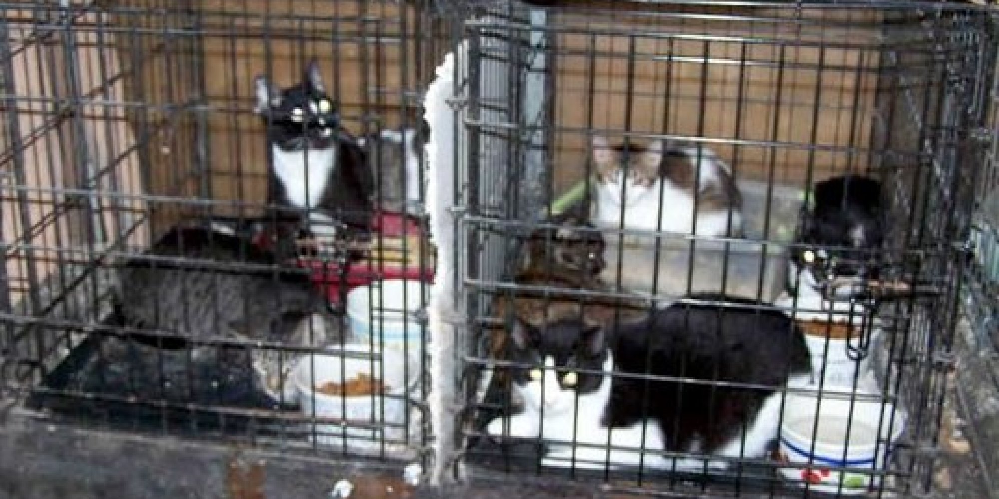 72 Cats Rescued From Florida Hoarder's Home HuffPost
