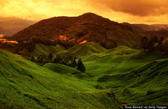 cameron highlands