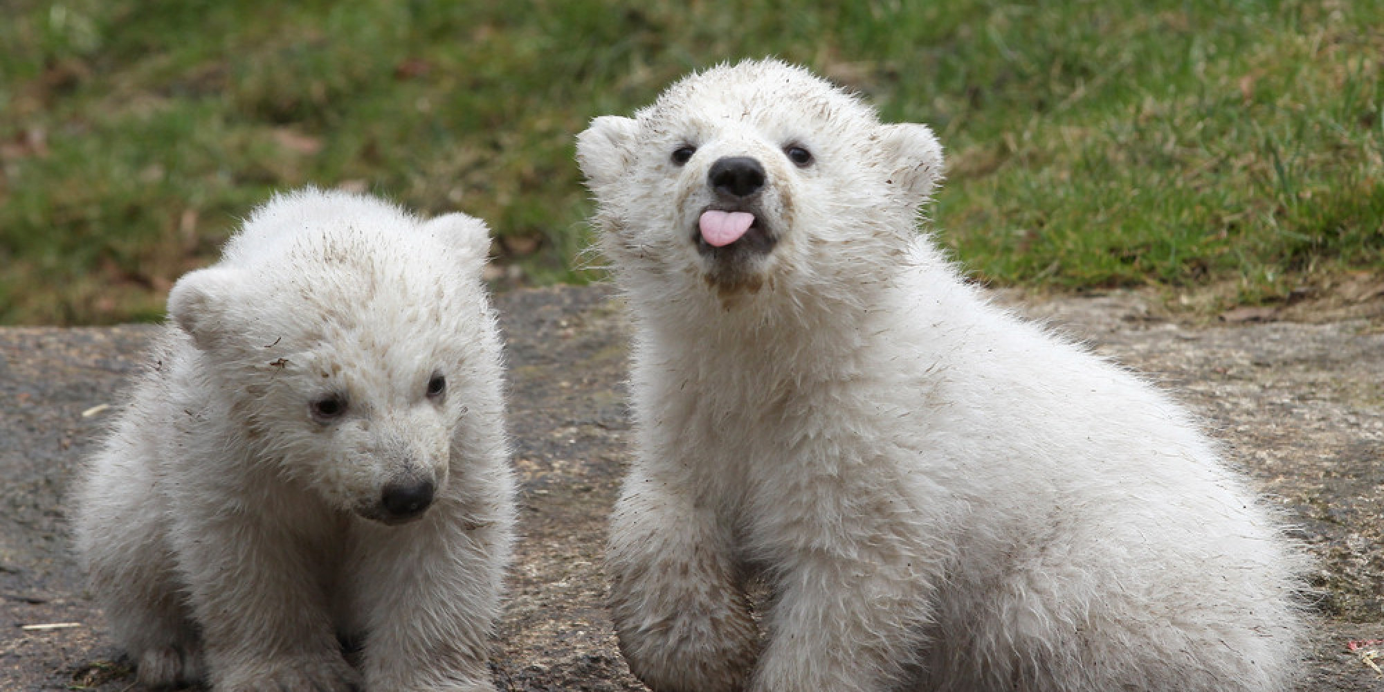 o-TWIN-POLAR-BEAR-CUBS-facebook.jpg