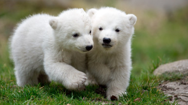 polar bear cubs