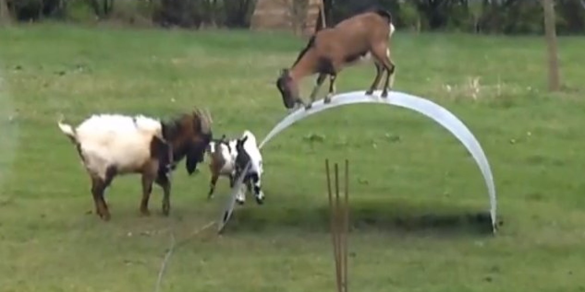 'King Of The Castle' Song Makes Goats On A Metal Sheet Baaaahda** (VIDEO) HuffPost