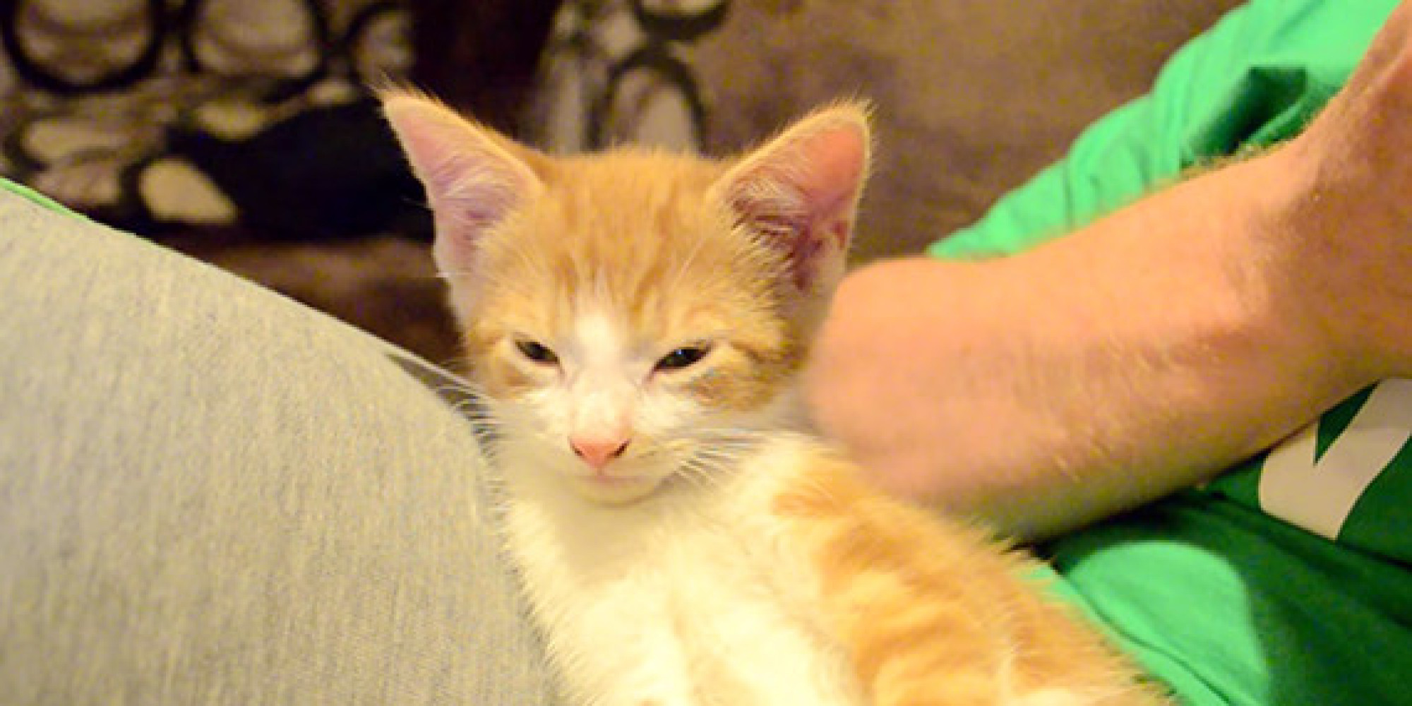 Sleepy Kitten Tries To Stay Awake, Loses In Most Adorable Way HuffPost