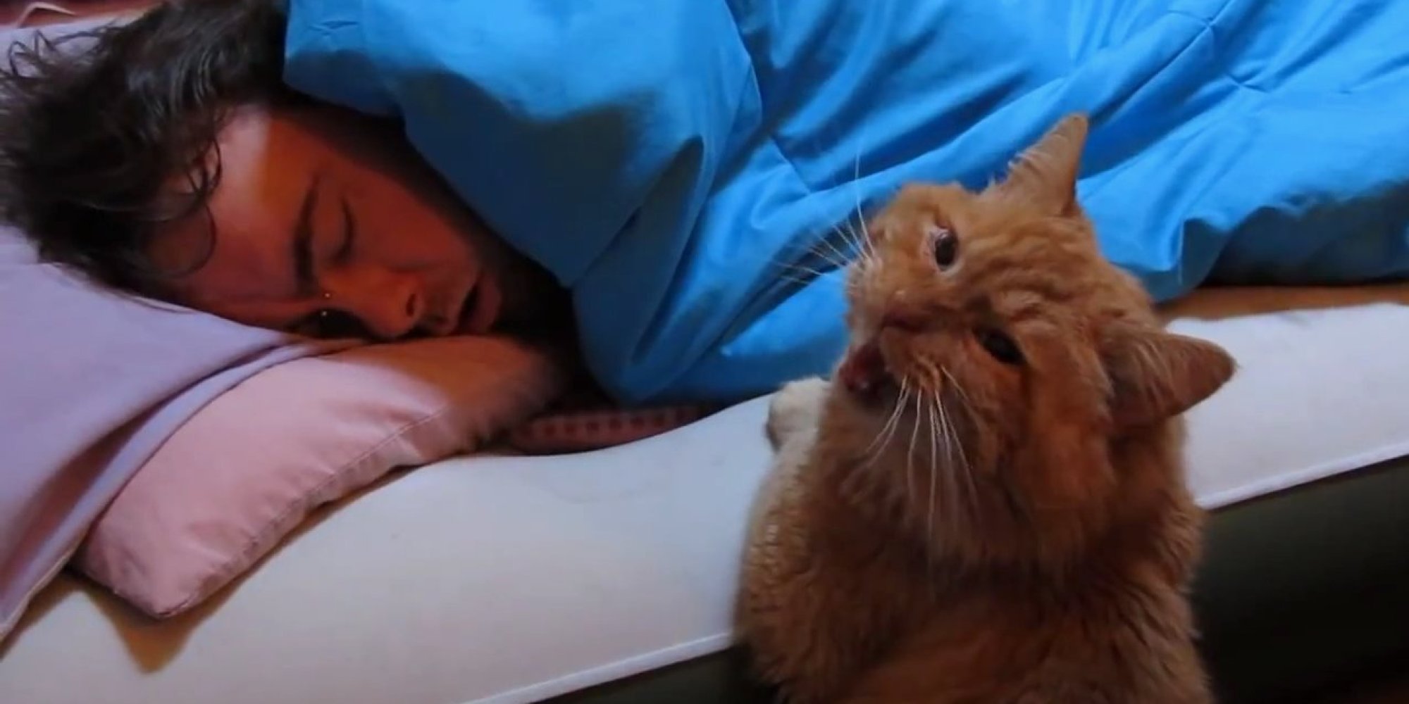 'Cat Alarm Clocks' Are The Best Alarm Clocks | HuffPost