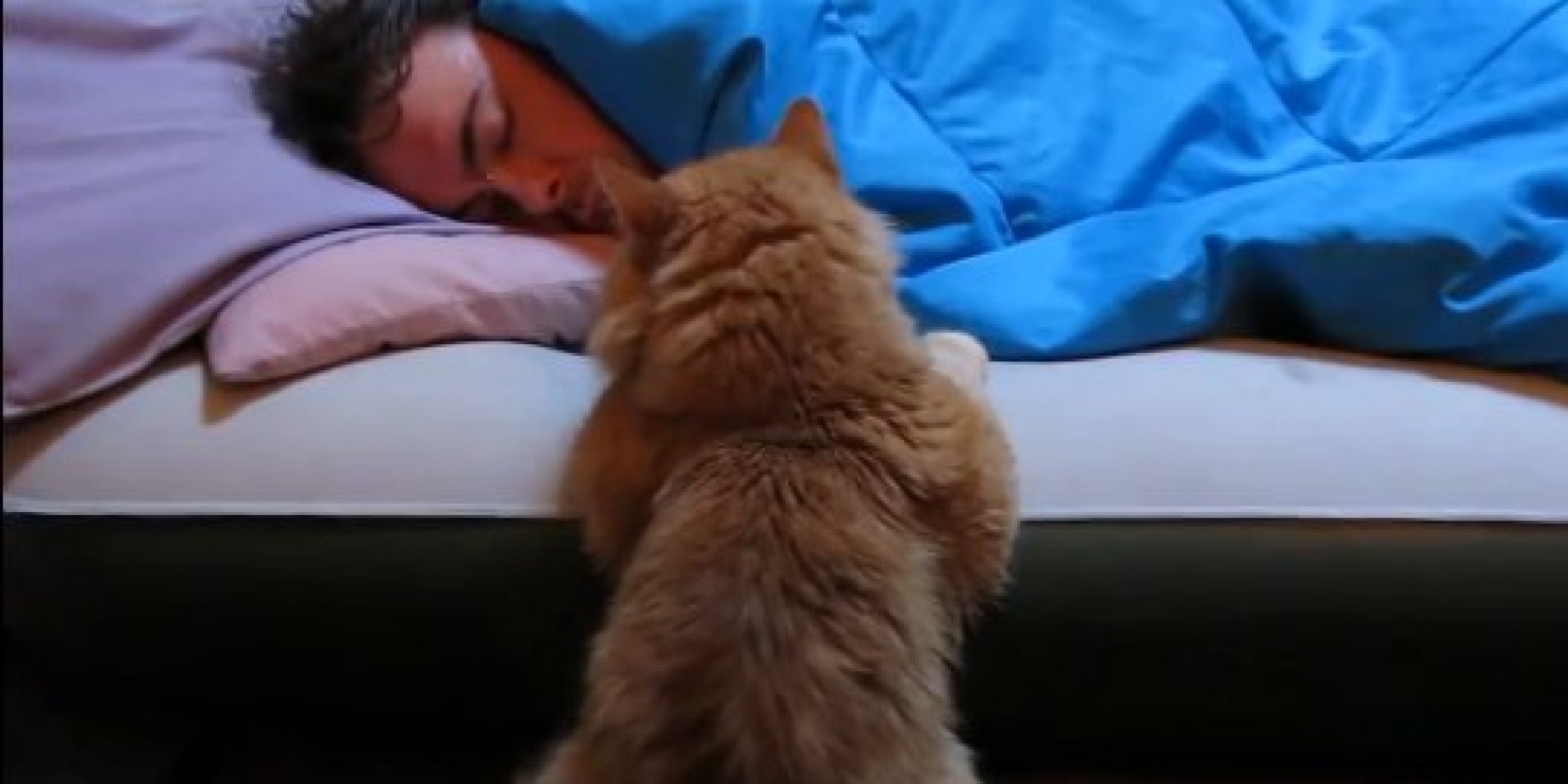 Cat Alarm Clocks The Only Way To Get Up In The Morning Video