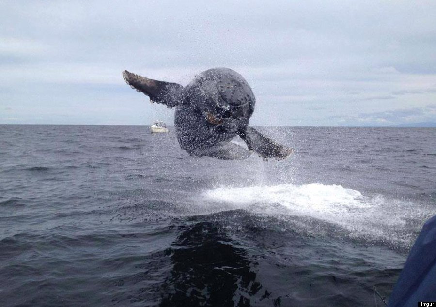 Whale 'Flies' Towards Boat In Incredible Picture Snapped In Maui O-WHALE-BREACHING-900