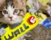 'Wall-E' Gets Even Cuter With A Robot Kitten
