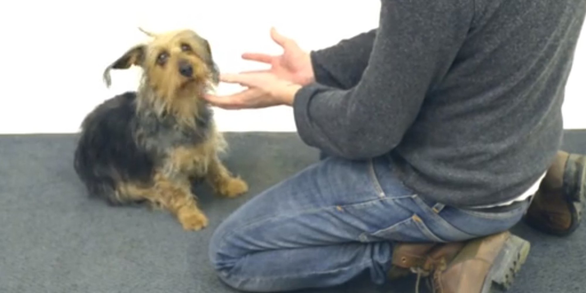 Magic Trick Leaves Dogs Utterly Baffled (VIDEO) HuffPost UK