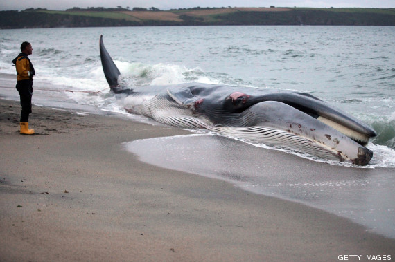 ballena