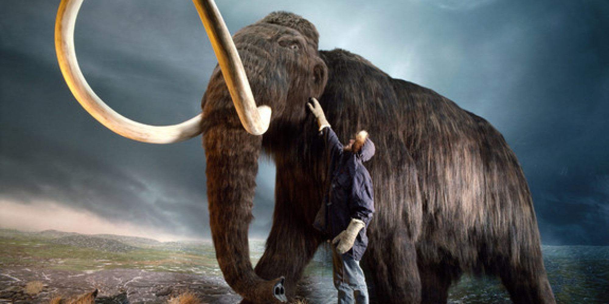 Woolly Mammoths' Birth Defects May Have Contributed To Animals