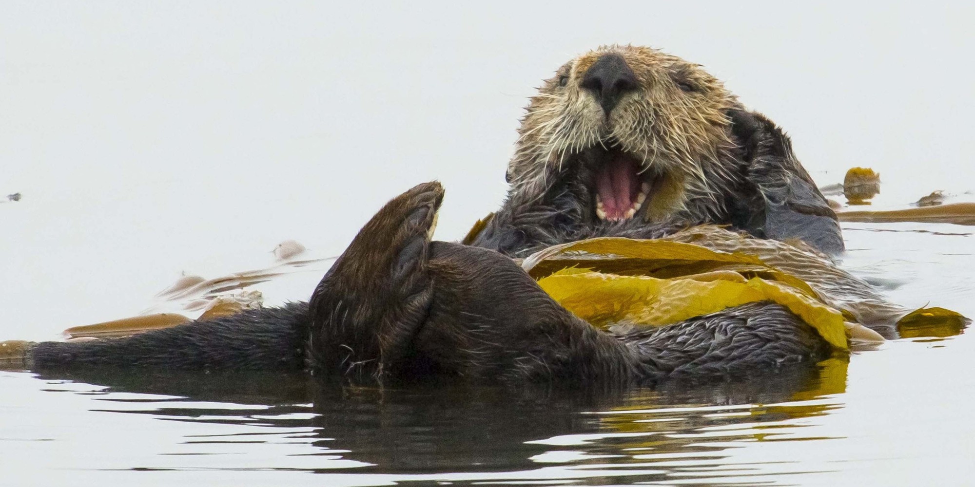 California Offers Big Reward For Sea Otter Hunter Huffpost