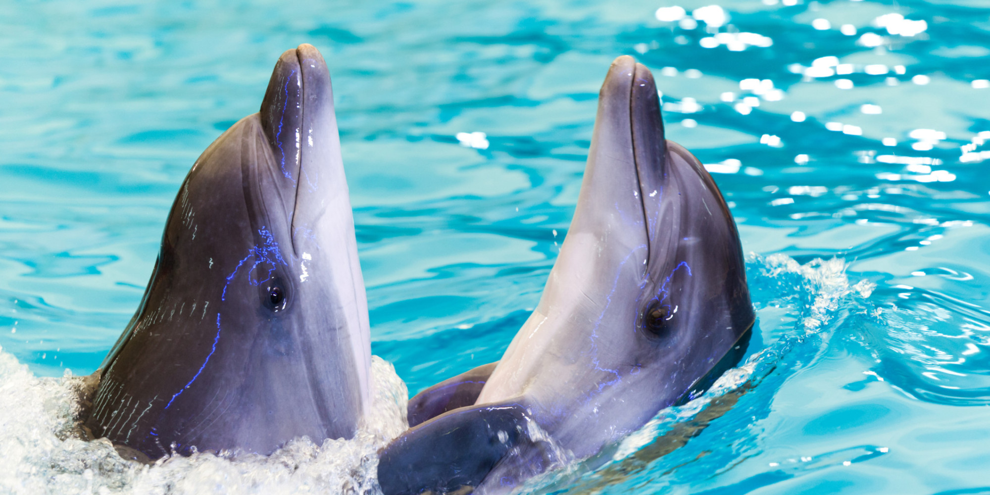 Ukraine s Dolphin Army Switches Allegiance To Russia The Huffington Post