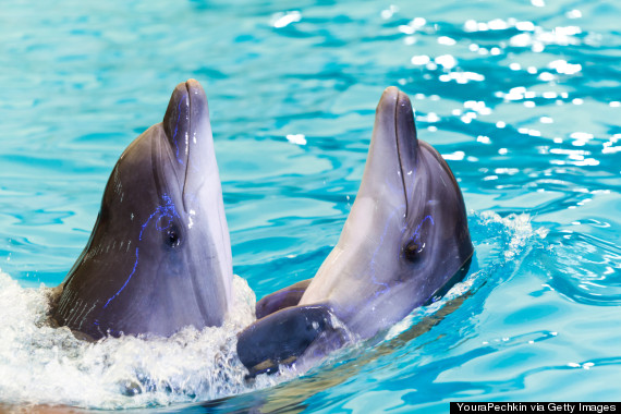 dolphins ukraine