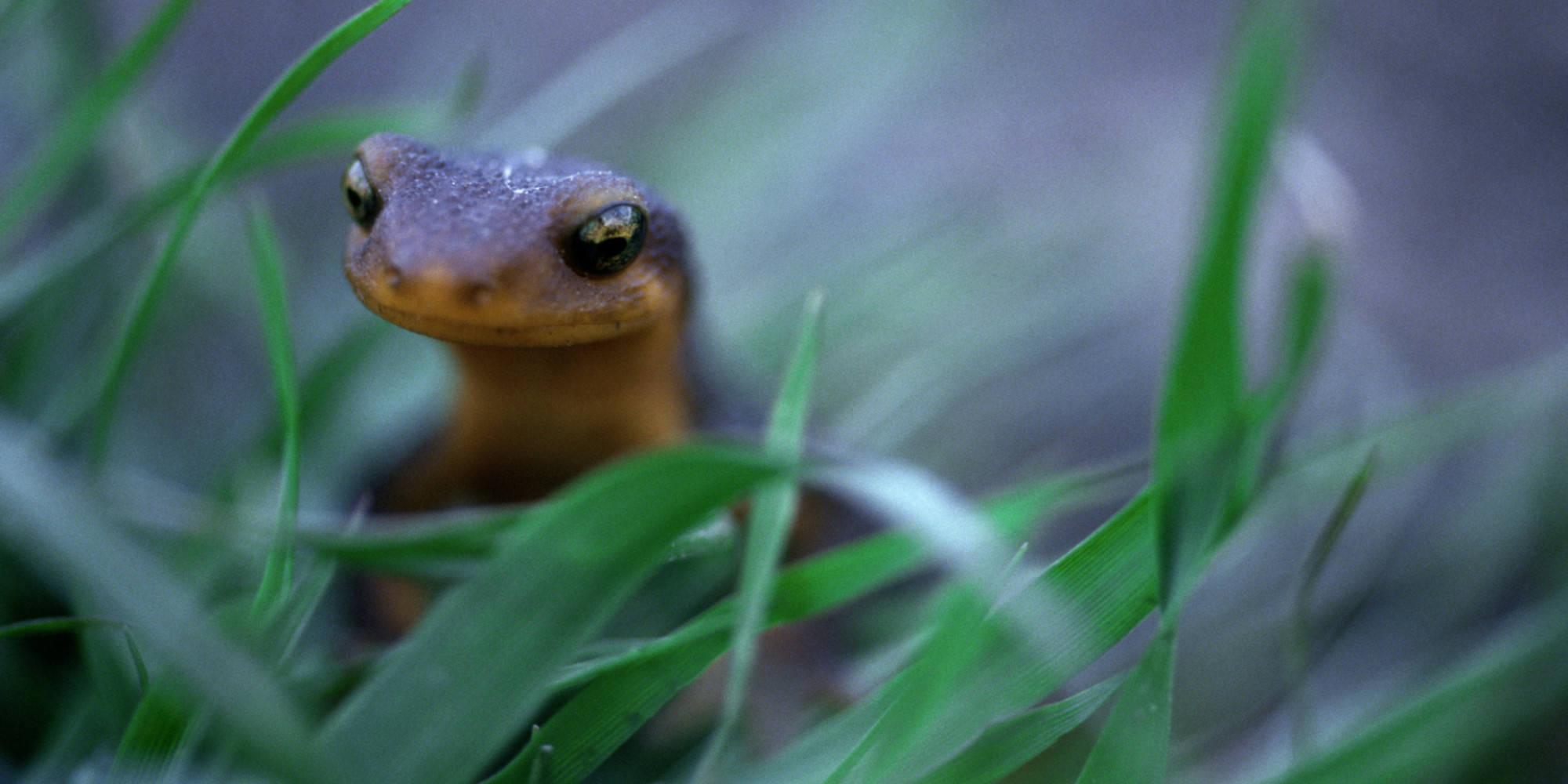 Salamanders Are Shrinking, Thanks To Climate Change HuffPost