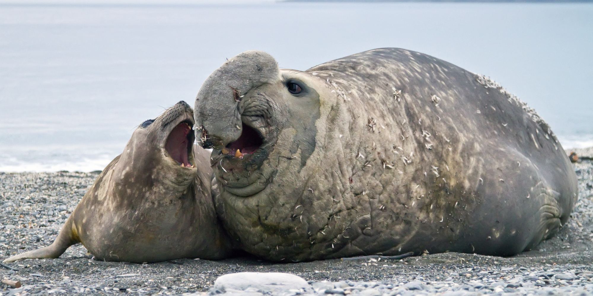 Elephant Seal Births On Macquarie Island Declining Due To Ozone Layer