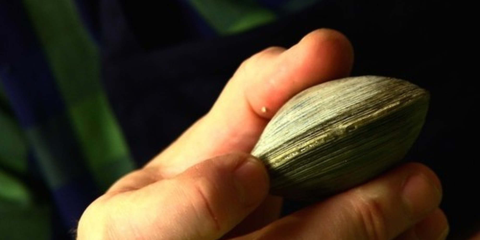 The Key to Opening Clams and Oysters (VIDEO) HuffPost