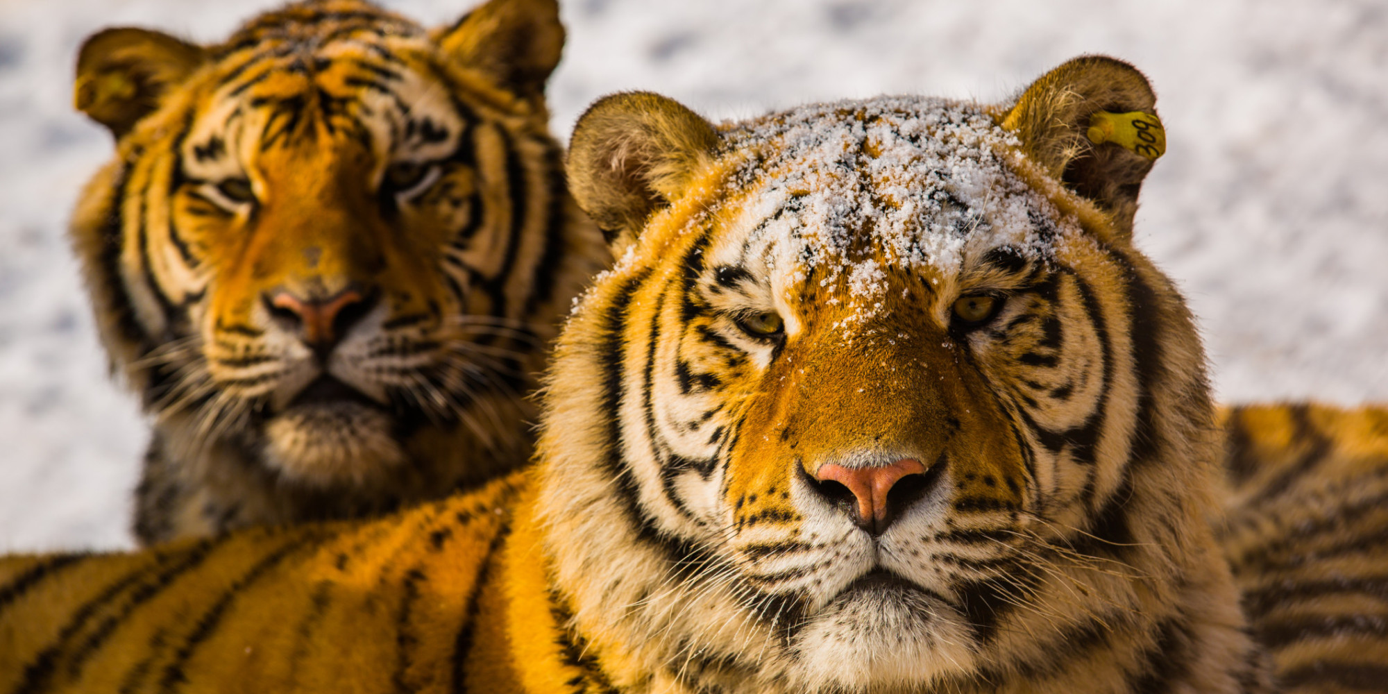 10 Tigers Reportedly Slaughtered In China For Visual Feast HuffPost