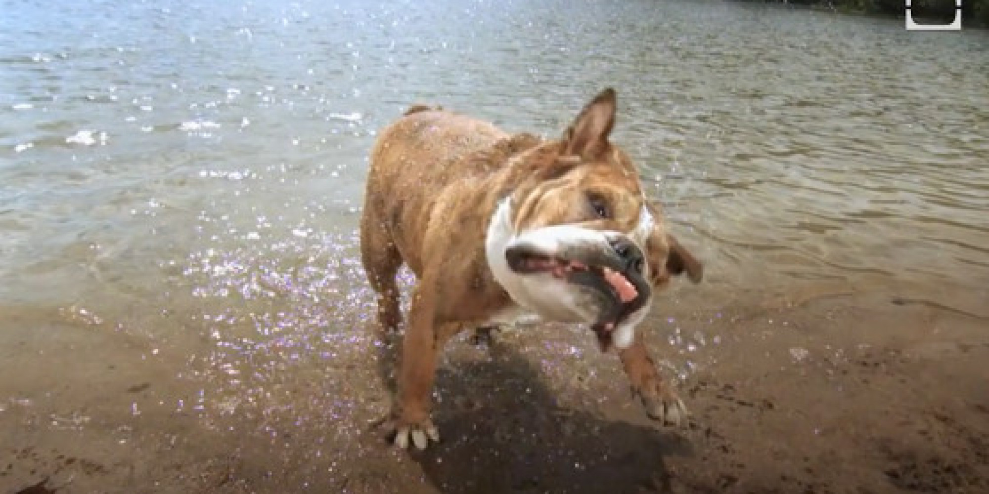 Wet Dogs Shaking Dry Looks Amazing in Slow Motion (VIDEO)
