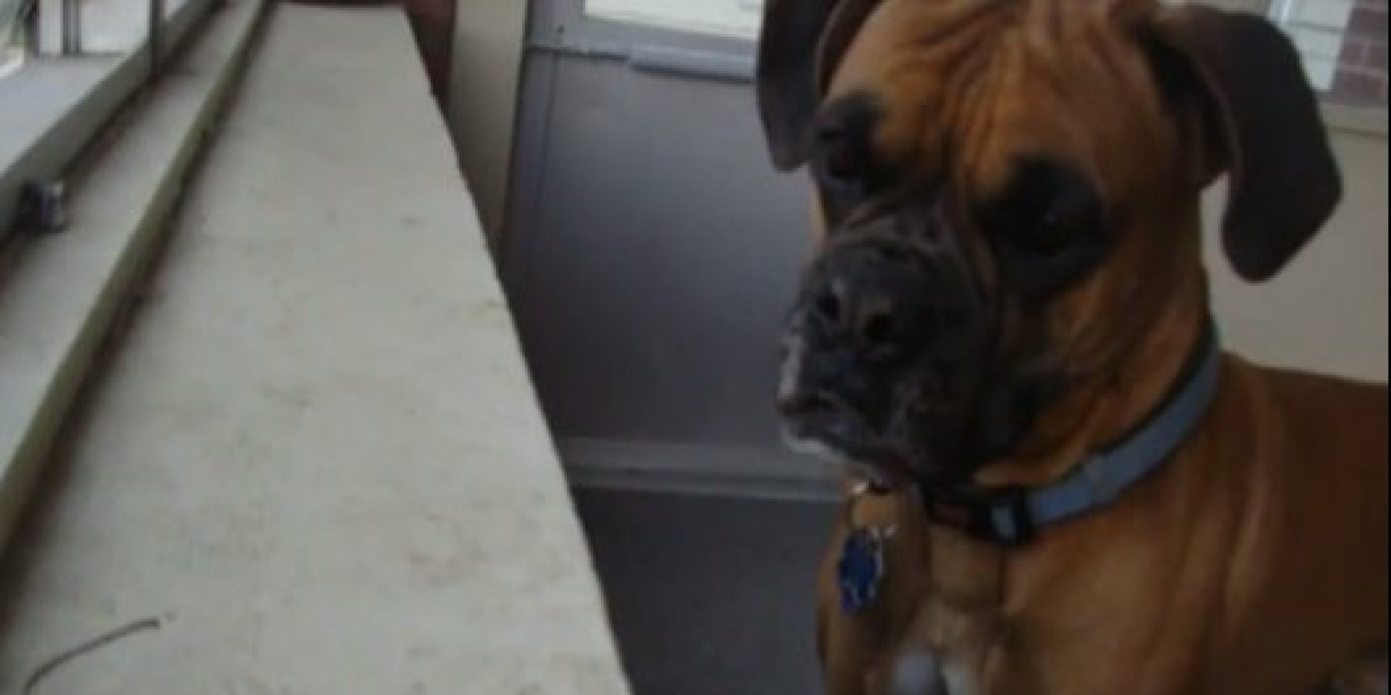 Leonardo The Dog Is Scared Of A Leaf For Absolutely No Reason HuffPost
