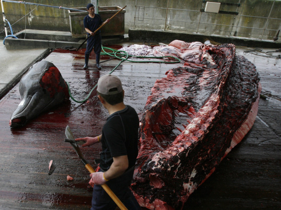 Japan Whale
