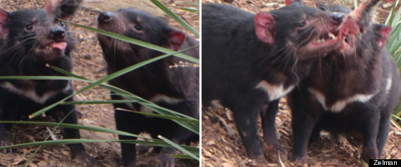 tassie devil
