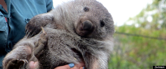 wombat