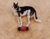 This Dog Who Can Balance On Anything Really Needs His Own Act