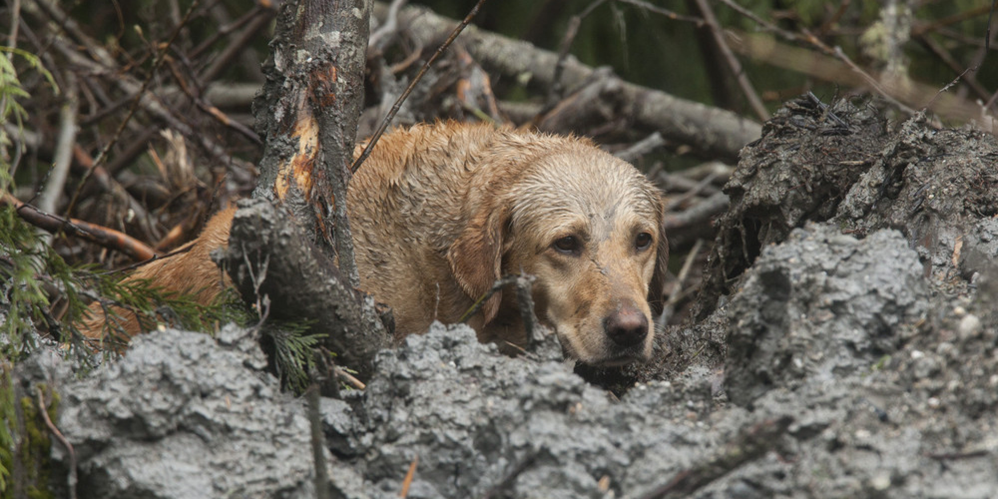 animal-photos-of-the-week-search-and-rescue-dogs-aid-ongoing-mudslide