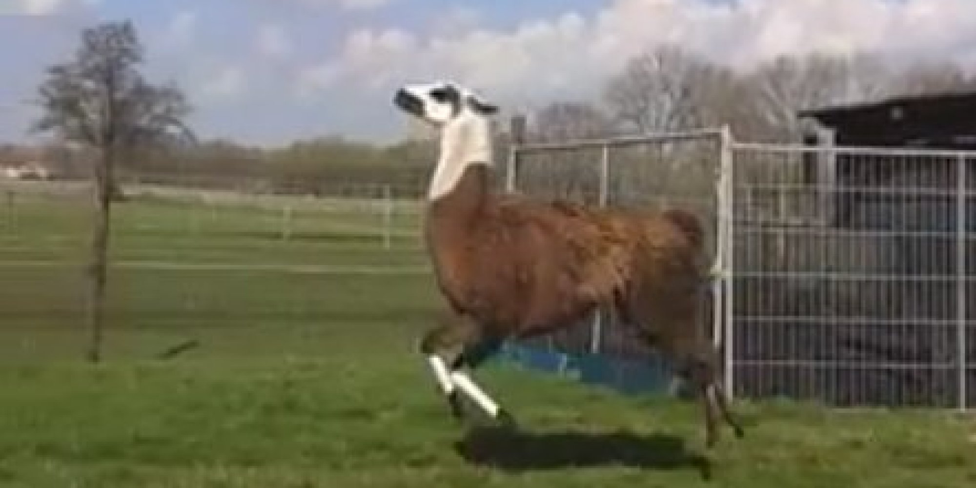 bouncy llama