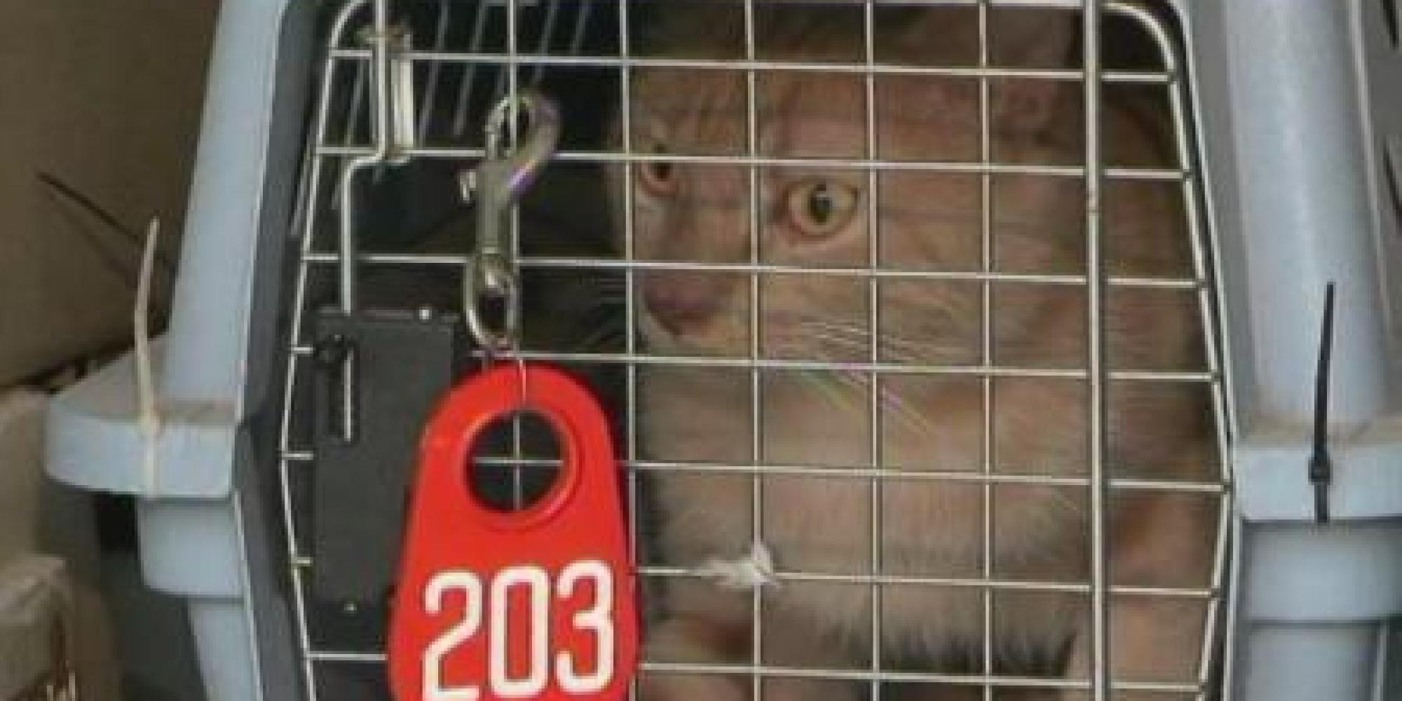 100 Cats Rescued From Houston Home | HuffPost