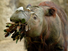 Cincinnati Zoo's Only Female Sumatran Rhino Dies