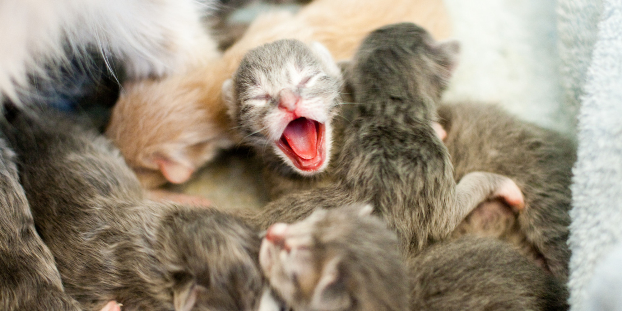 Does Every Cat Have Toxoplasmosis Does Every Cat Have Toxoplasmosis