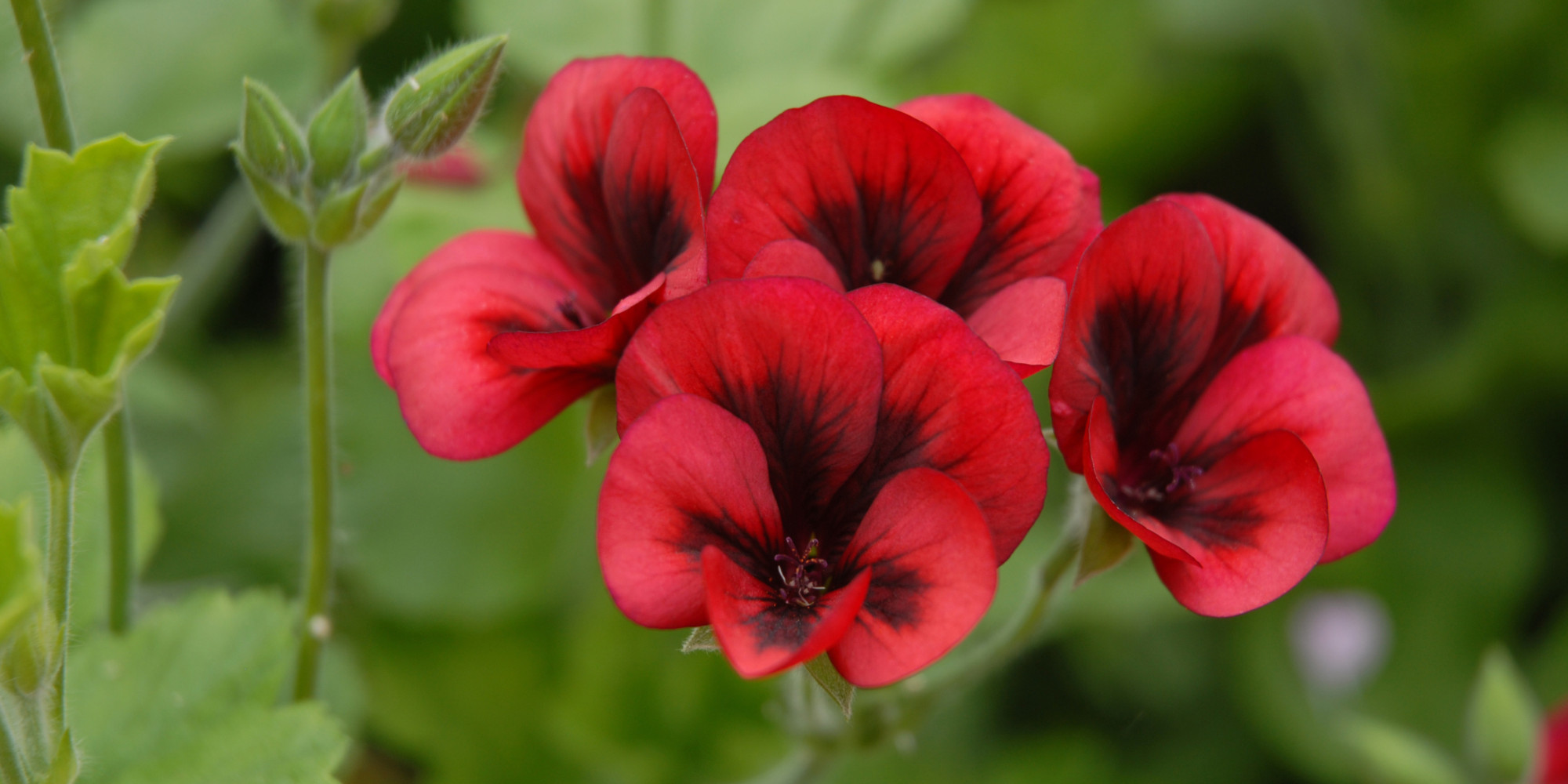 Hypoallergenic Home Scientists Develop PollenFree House Plants HuffPost UK