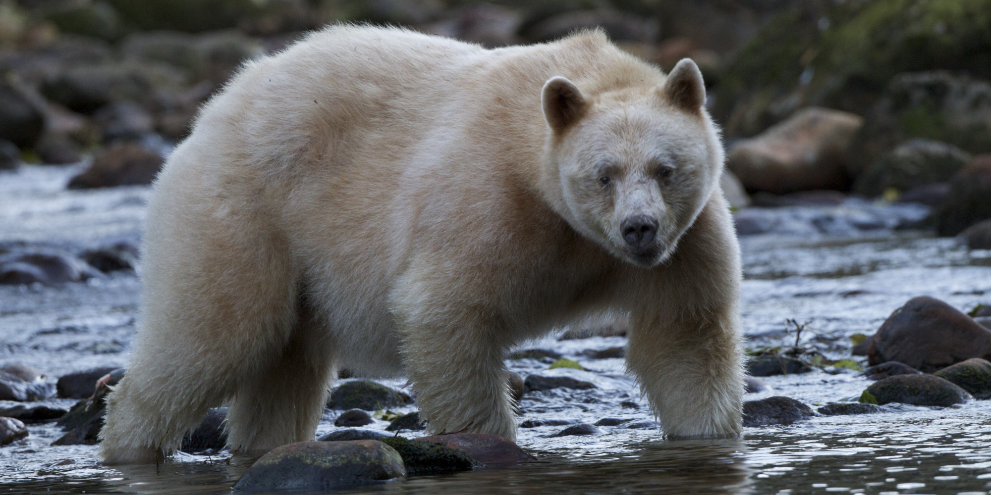 spirit-bears-are-safe-thanks-to-youth-leaders-simon-jackson