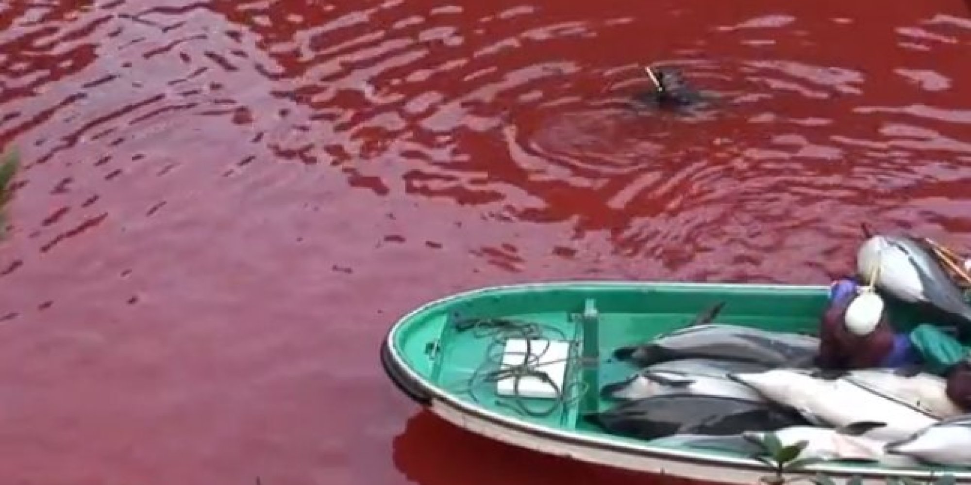 'The Cove' Director Releases Raw Footage Of Horrific Dolphin Slaughter