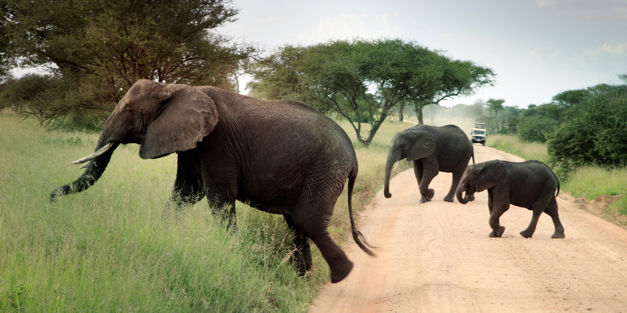 10 Tips for the Perfect Safari Adventure | HuffPost