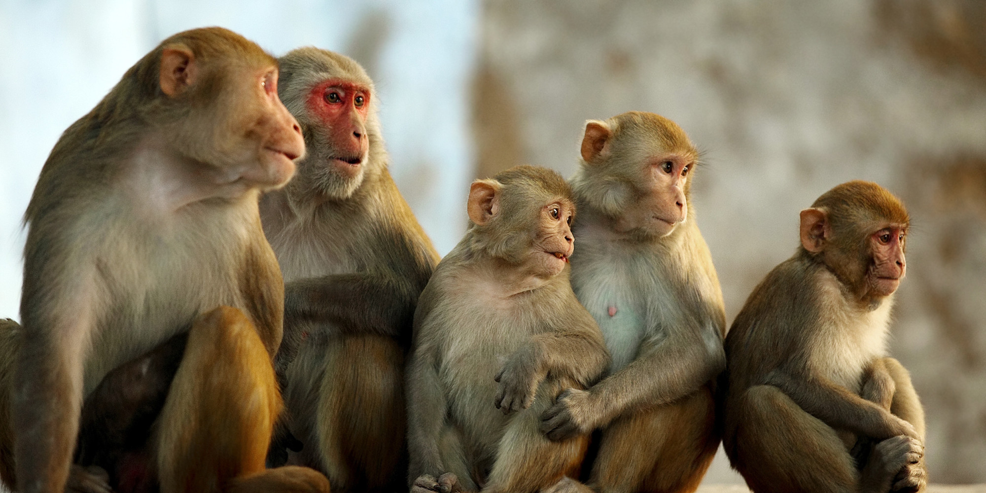 world-monkey-day-16-fun-facts-about-monkeys-the-science-explorer