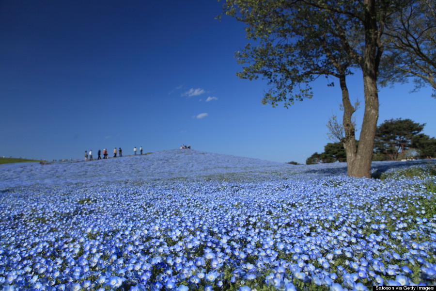 Hitachi Seaside Park In The Spring Is One More Reason To ...