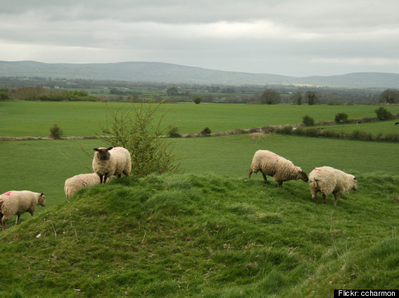 Sheep Deaths