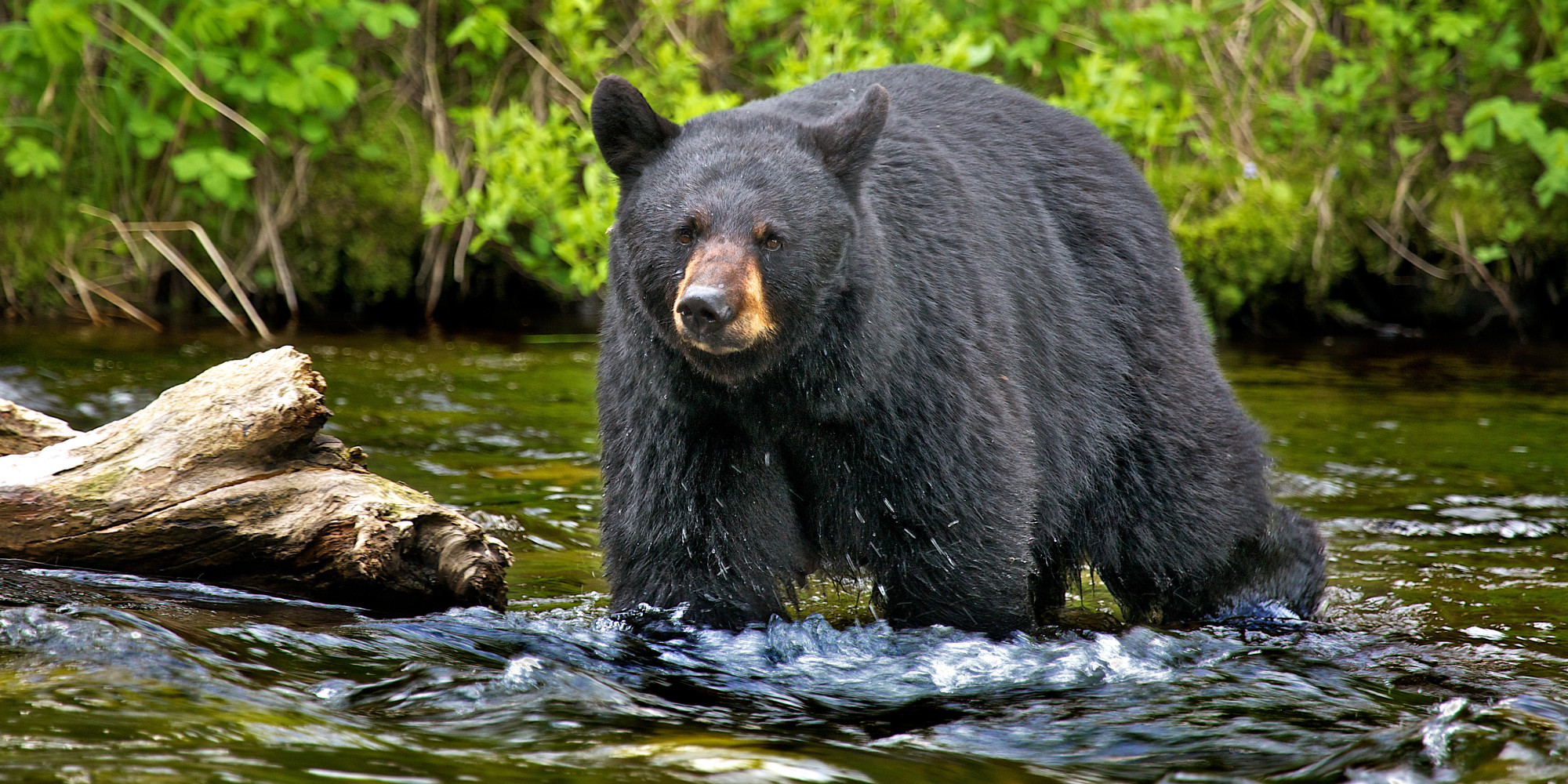 Vietnamese Bear Bile Farmer Joins Growing Movement as He Turns His Back