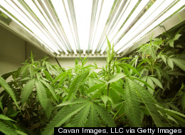 How A Medical Marijuana Measure Could Boost Florida Democrats