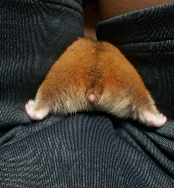 hamster butt facebook