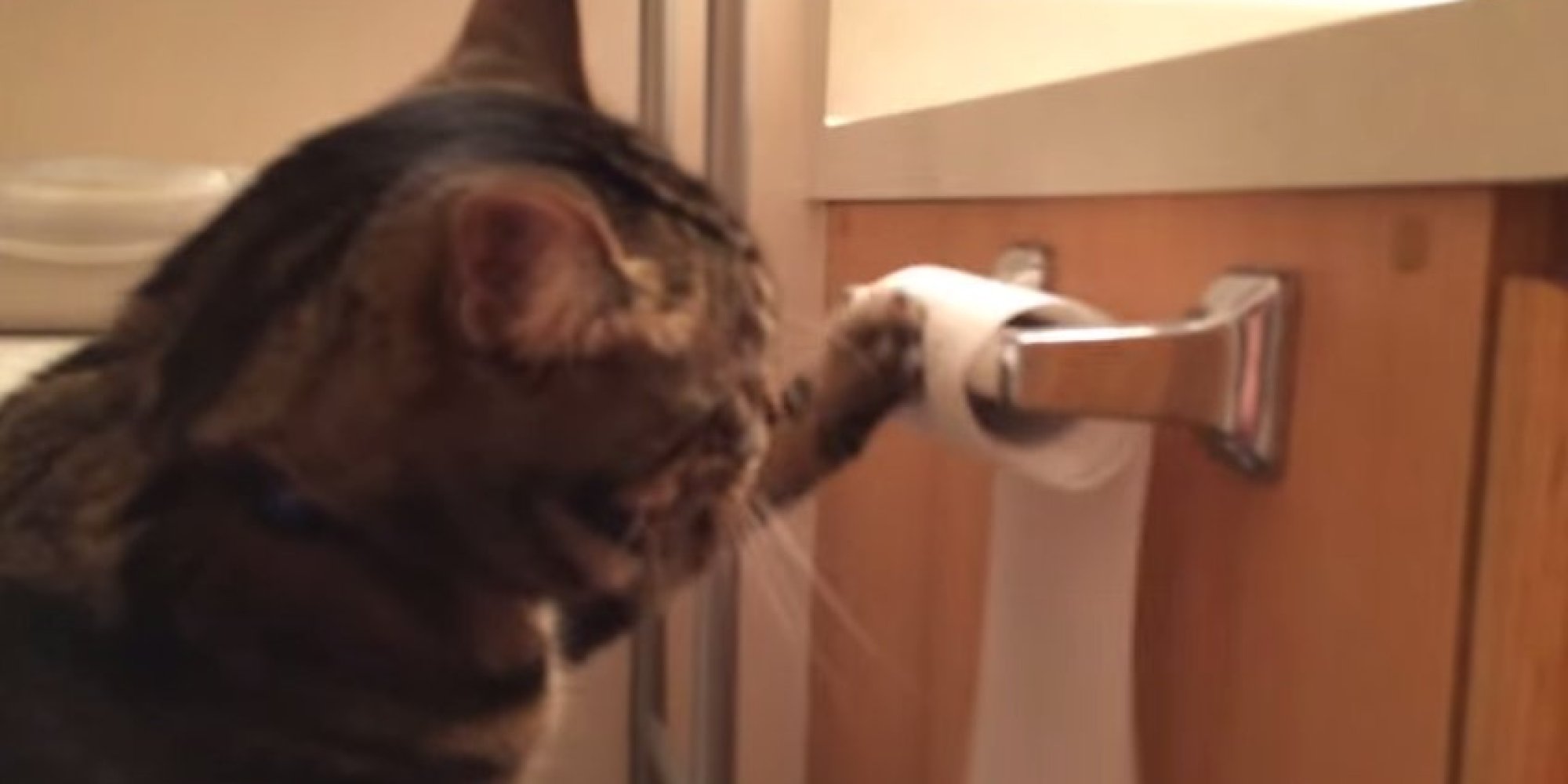 Cat Unrolls Toilet Paper, Then Politely Puts It Back (VIDEO) HuffPost