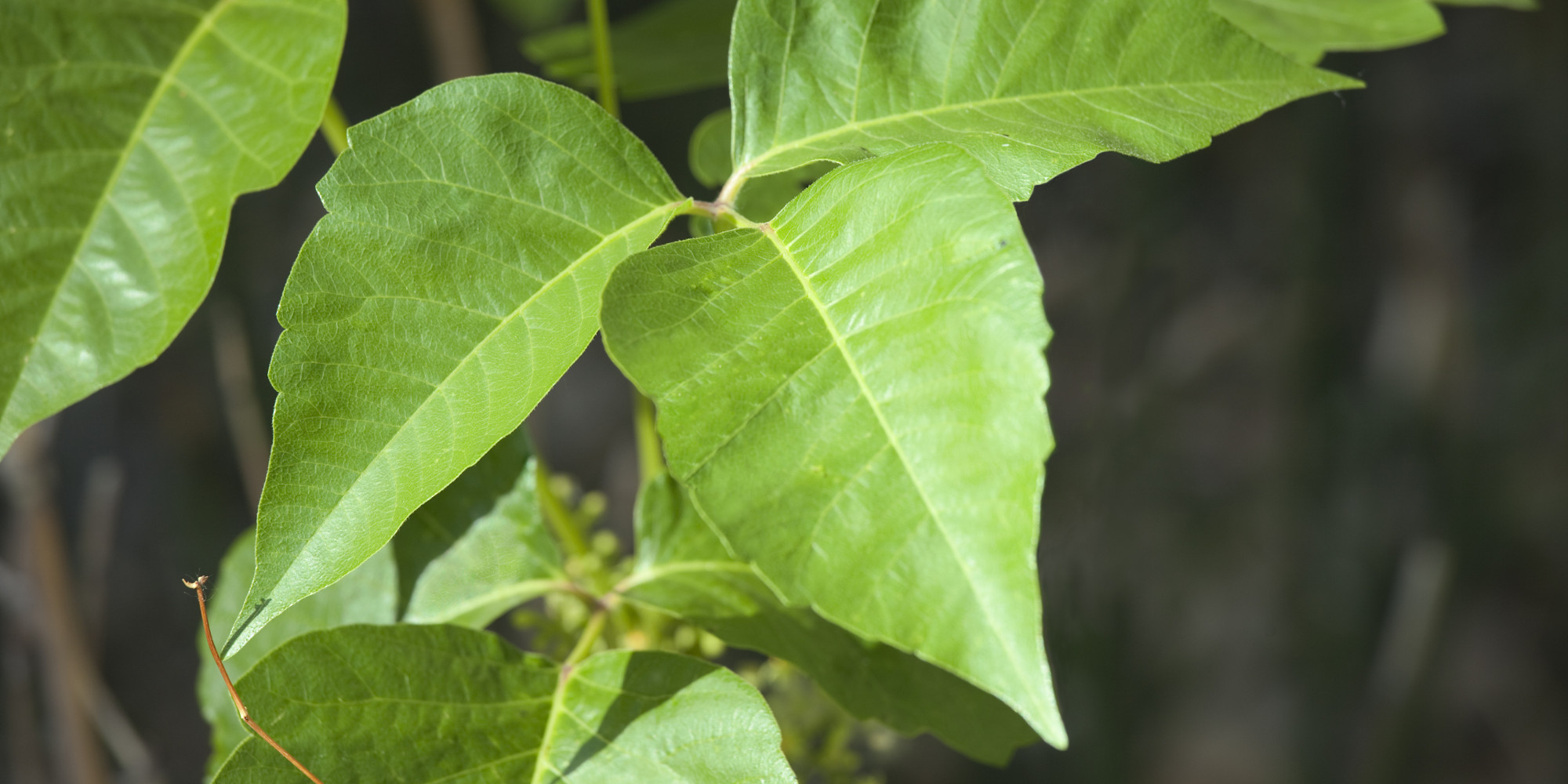 How To Treat Poison Ivy, Naturally HuffPost