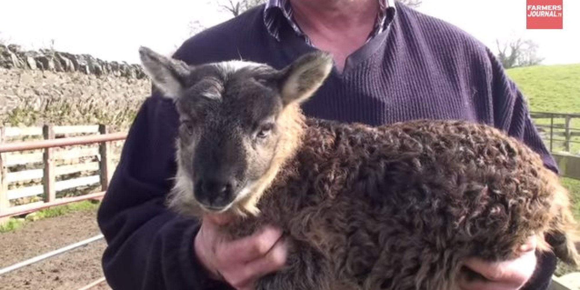 Rare HalfGoat, HalfSheep Born In Ireland, And It's Adorable HuffPost