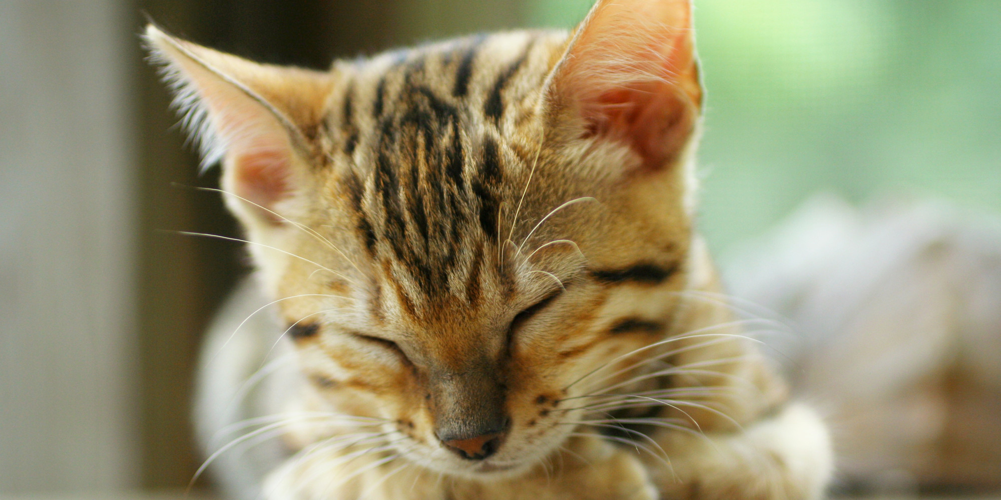 8 Pets That May Actually Be Illegal In Your State HuffPost