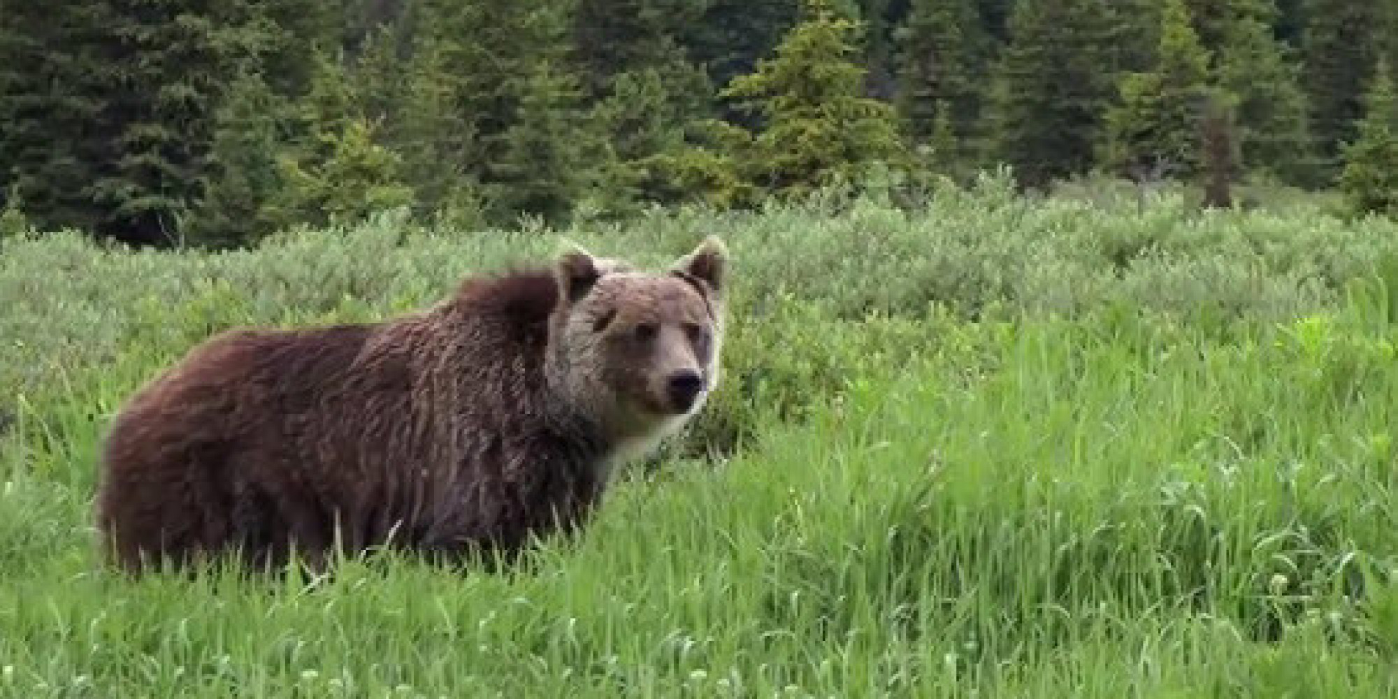 Bear Spotting In Banff National Park (VIDEO)