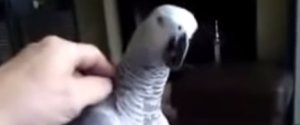 Dont Touch Me Parrot