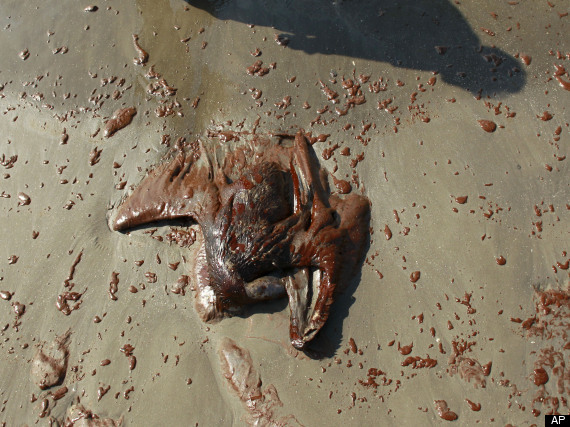 Oil Spill Pelican